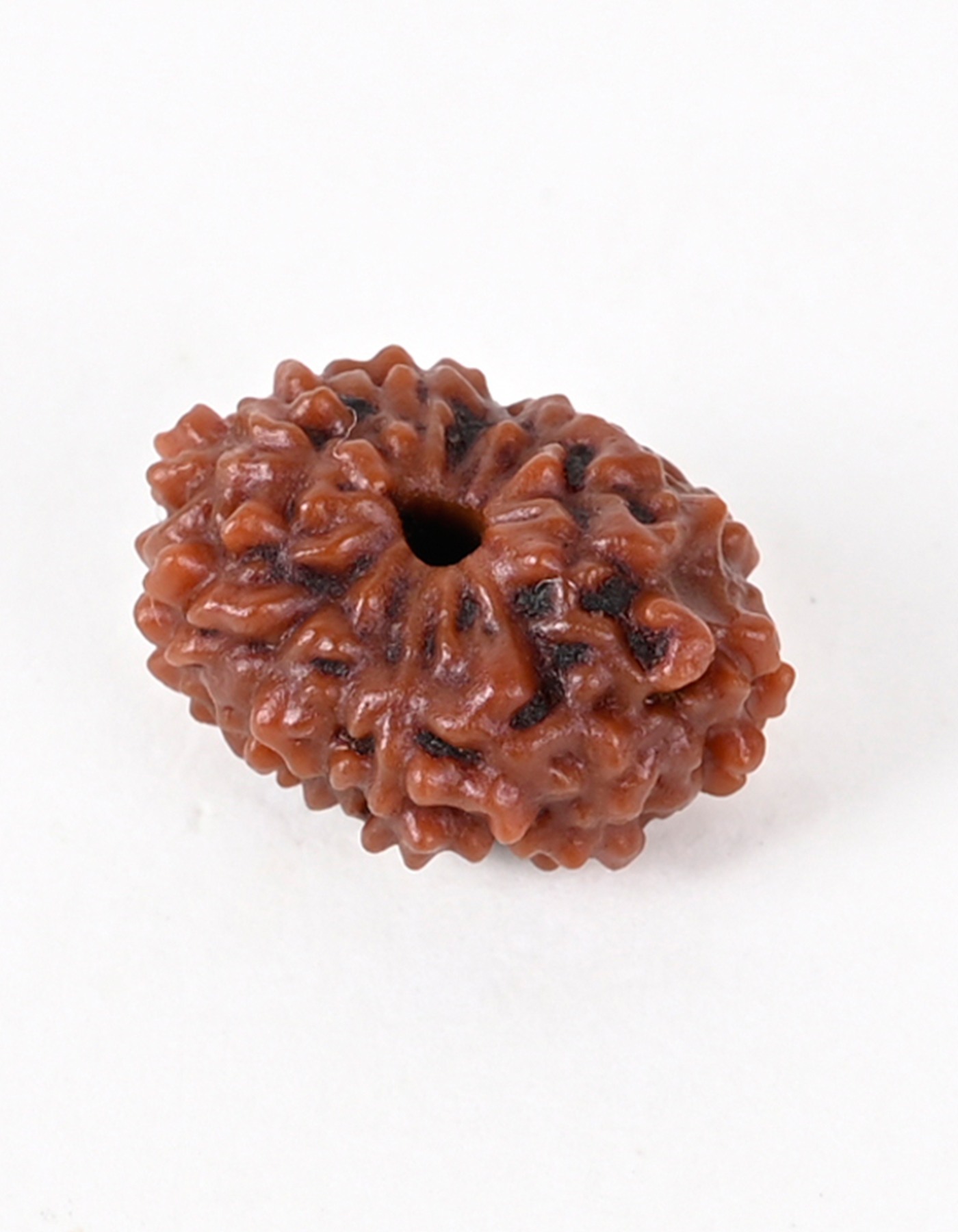 Shiv Ratan Kendra 13 Mukhi Nepal Origin Special Quality Rudraksha Beads - Enhances Attraction & Harmony