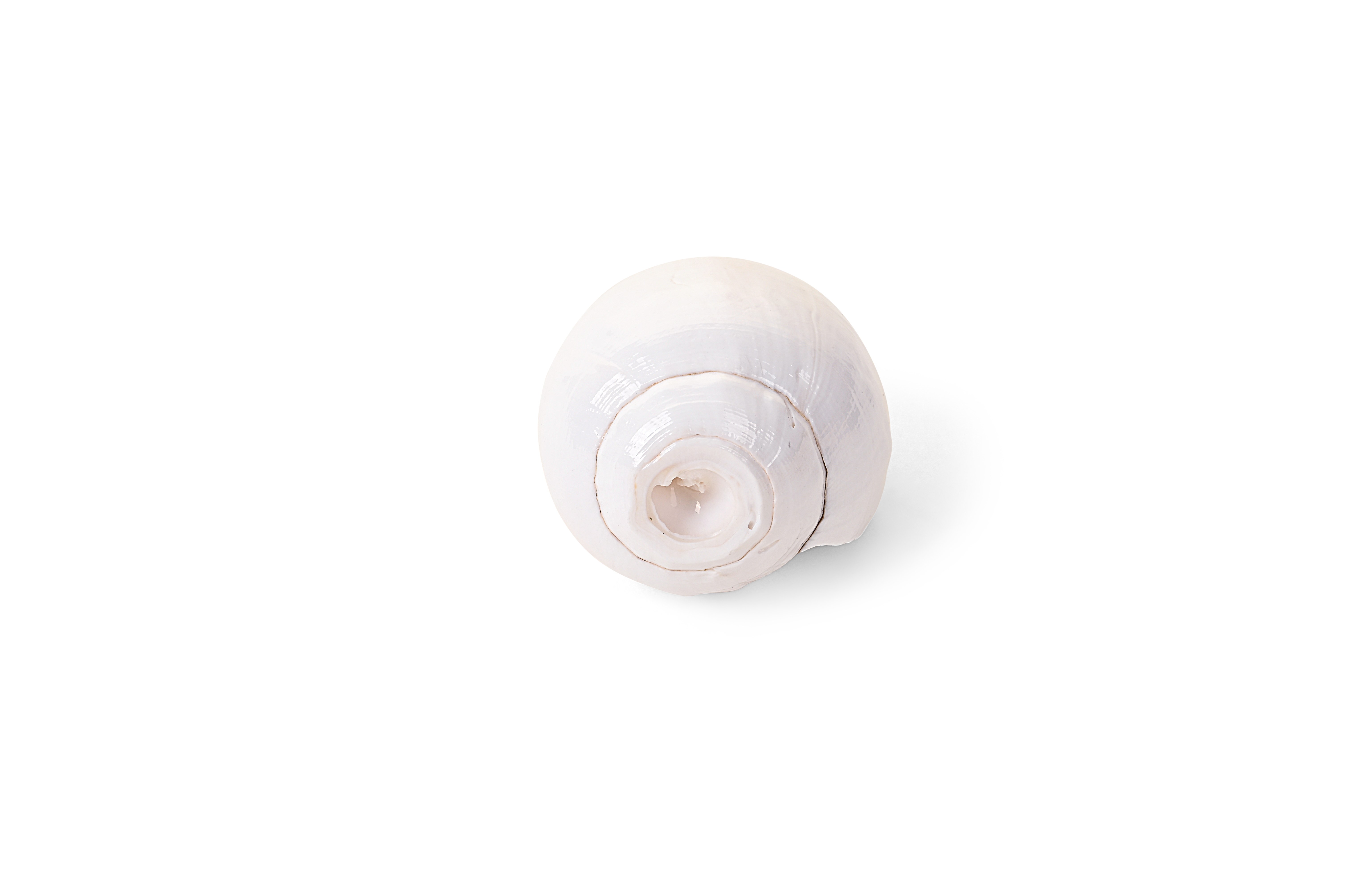 Shiv Ratan Kendra Original Baiwarthi Shankh / Conch Shell For Pooja- 100% Natural