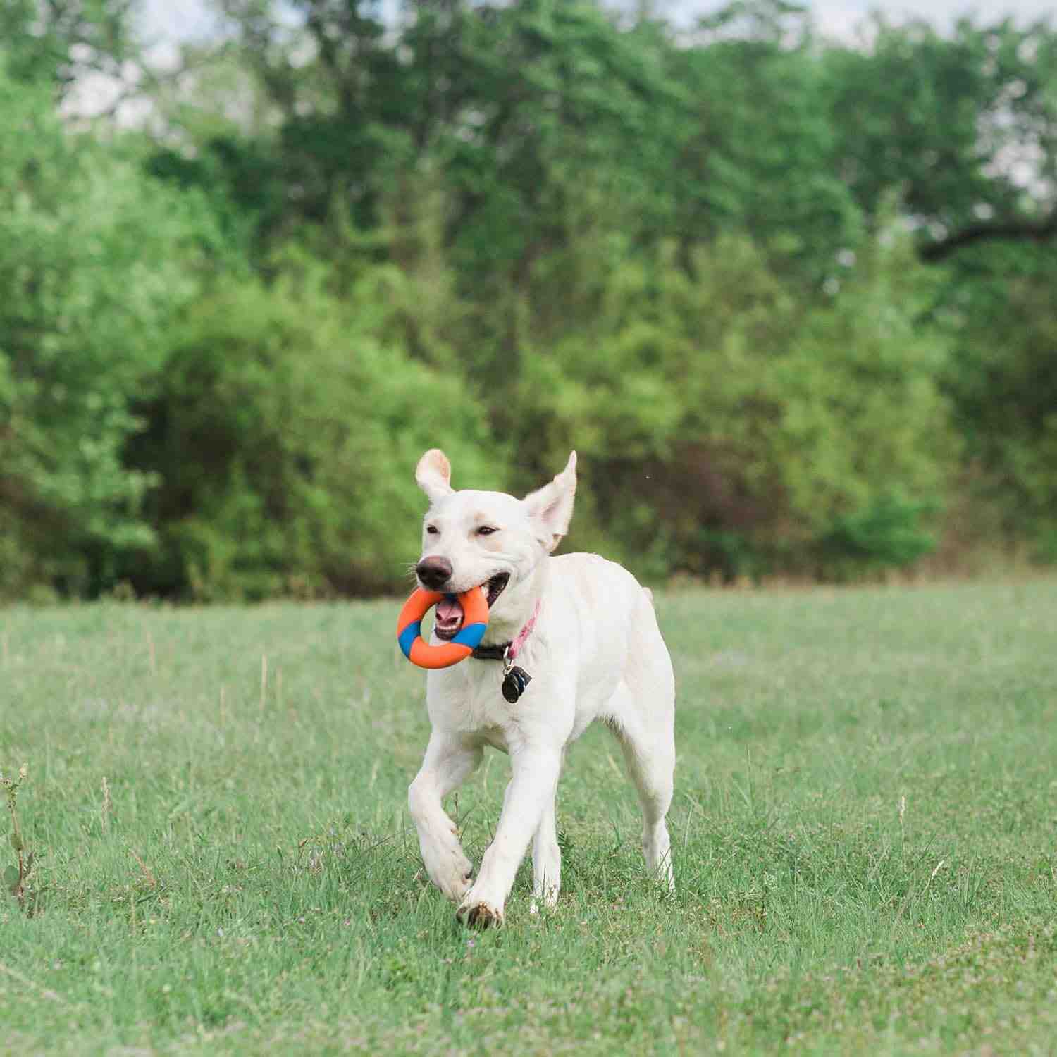 Chuckit Ring Chaser Launcher for Dogs