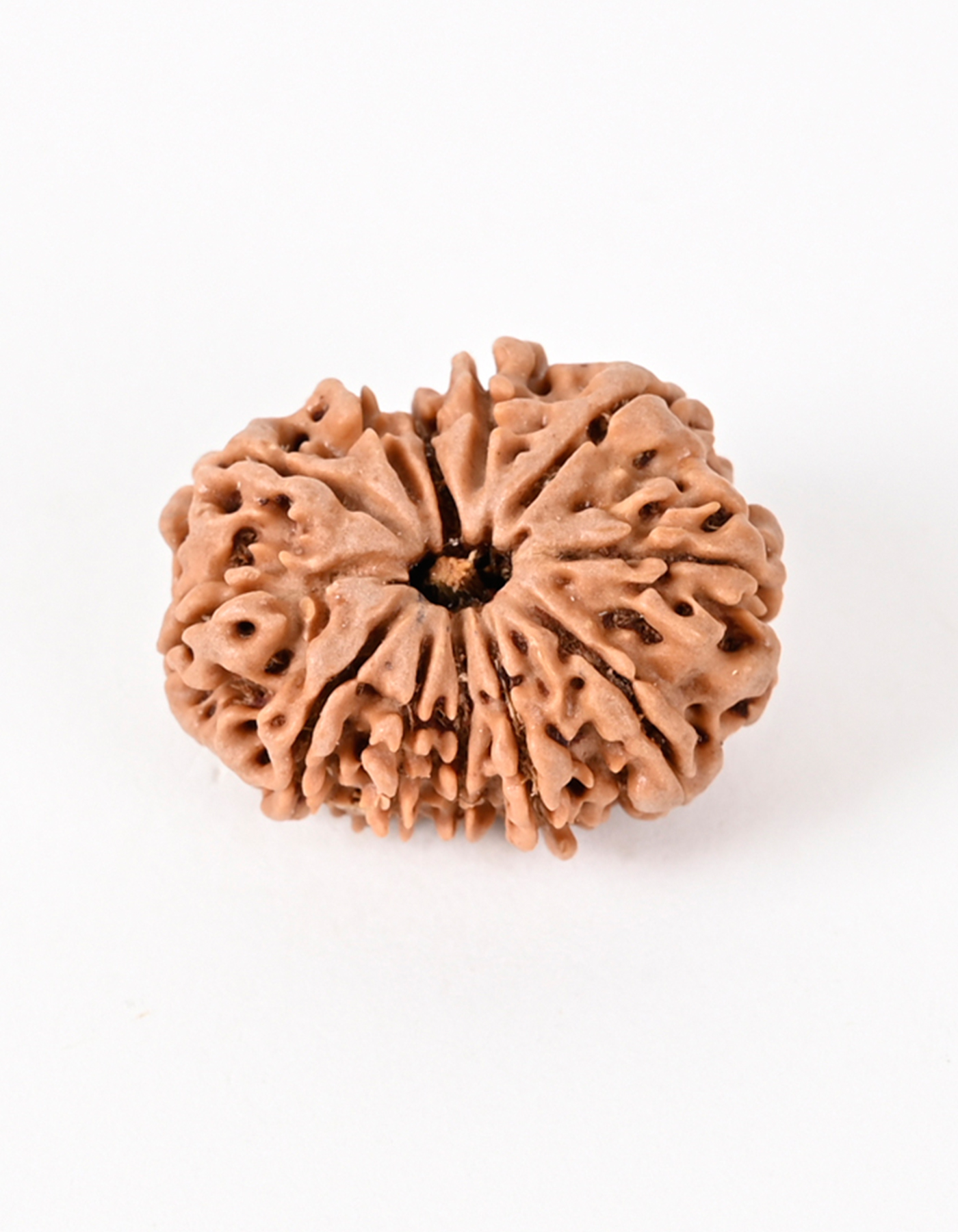 Shiv Ratan Kendra 12 Mukhi Nepal Quality Superspecial Rudraksha Bead- Enhances Courage & Patience