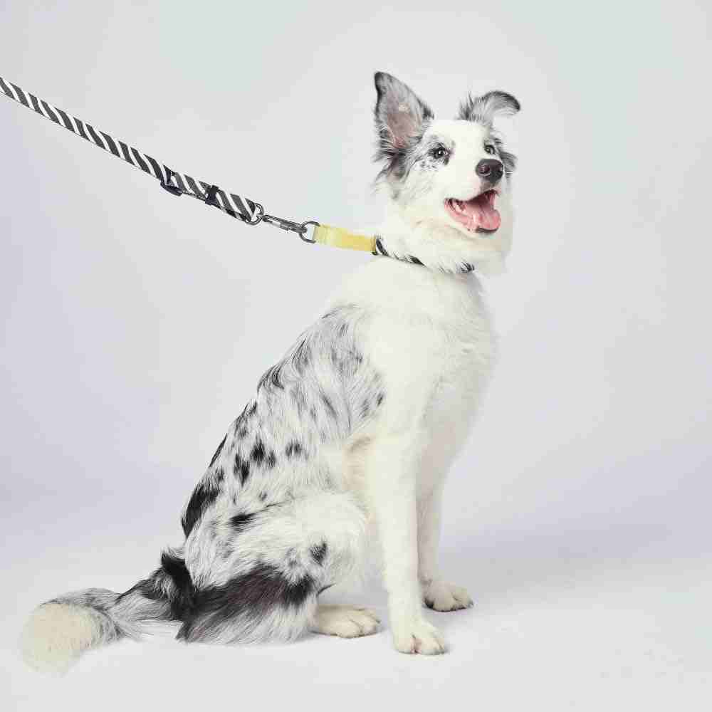 M-Pets Wild Safari Collar for Dogs