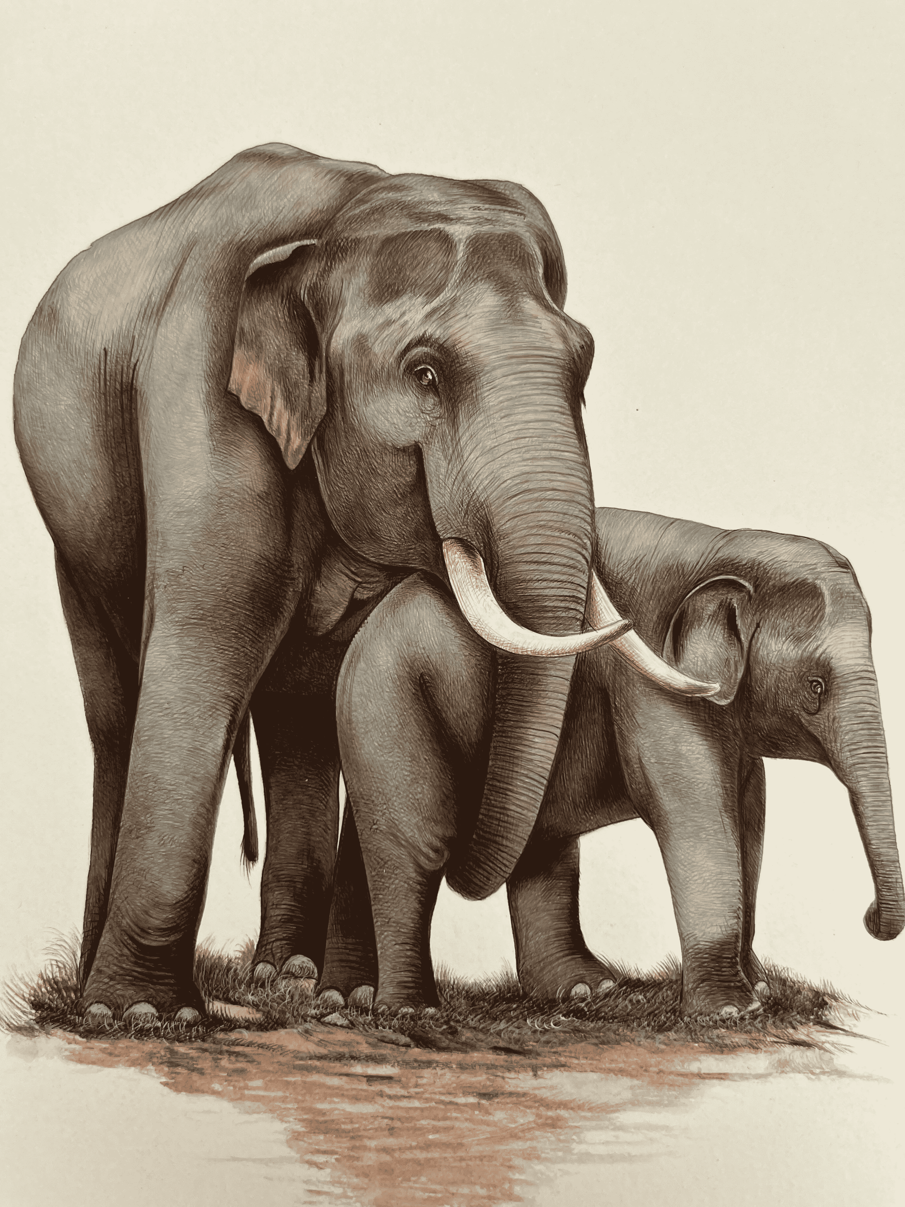 The Bond Of Elephants In Miniature Painting