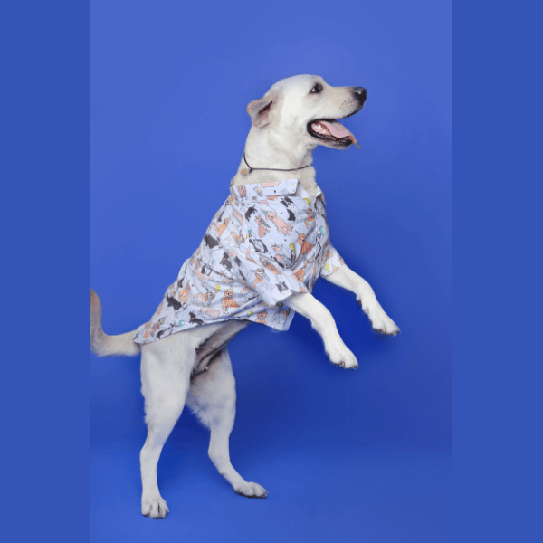 Ezra Polyester Blend Dog Shirt - Party