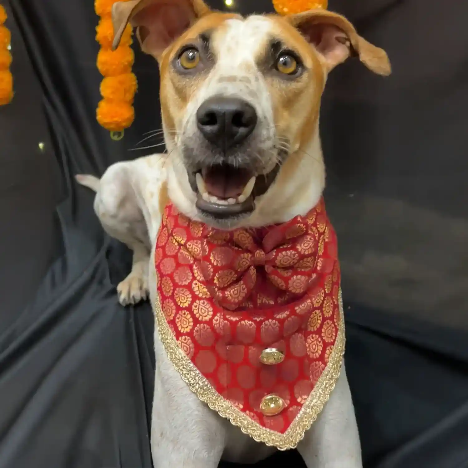 PawsIndia Traditional Royal Brocade Tuxedo For Pets, Red | Ethnic Festive Wear