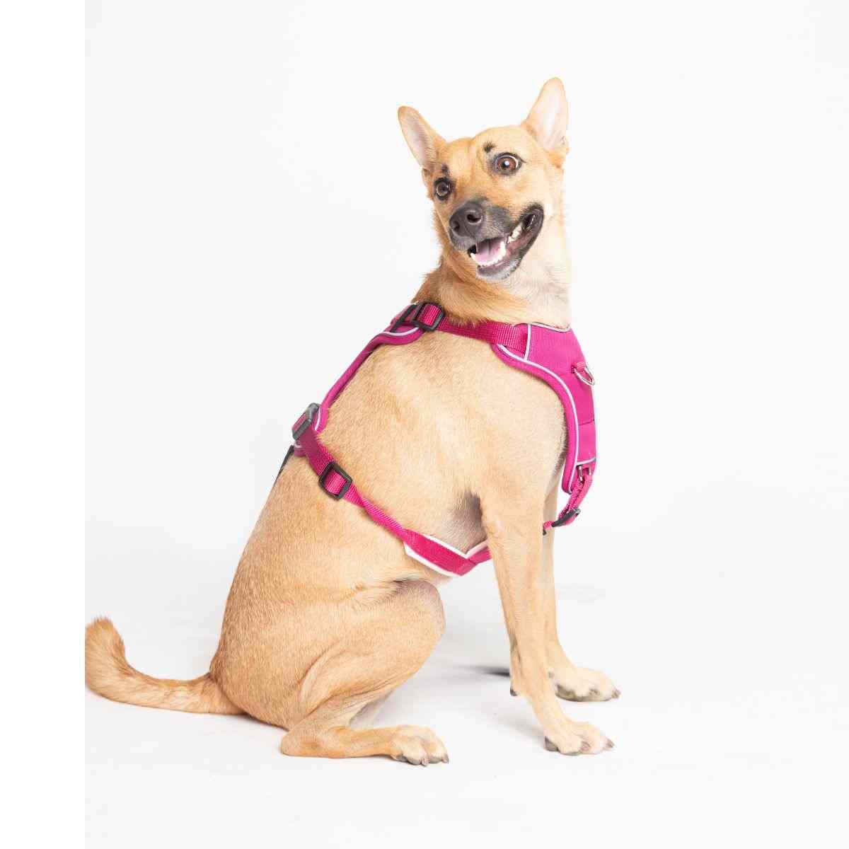 Ezra Comfort Harness for Dogs, Violet (Medium)