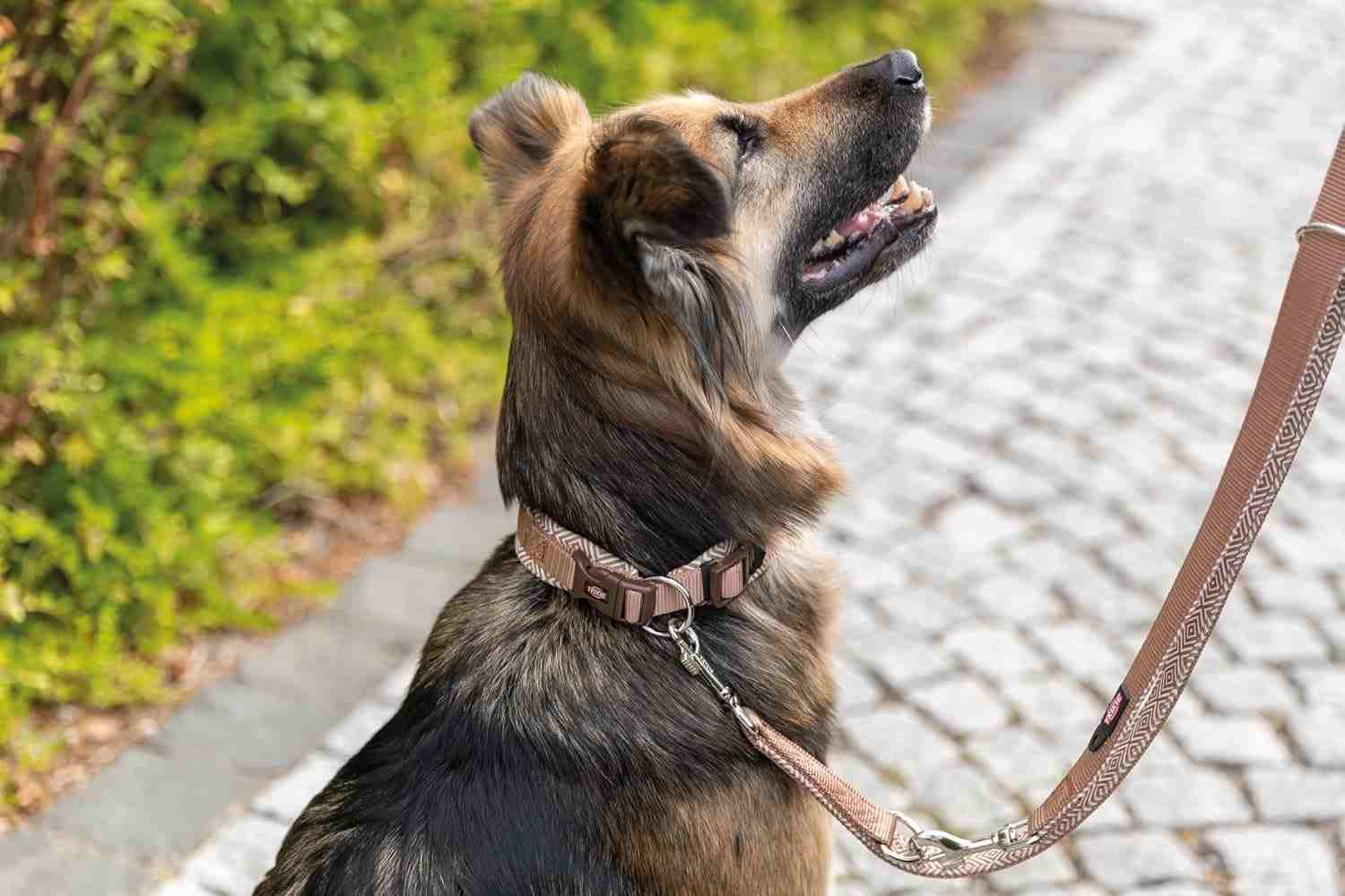 Trixie Premium Extra Wide Neoprene Padded Collar for Dogs, Boho Diamond/Caramel