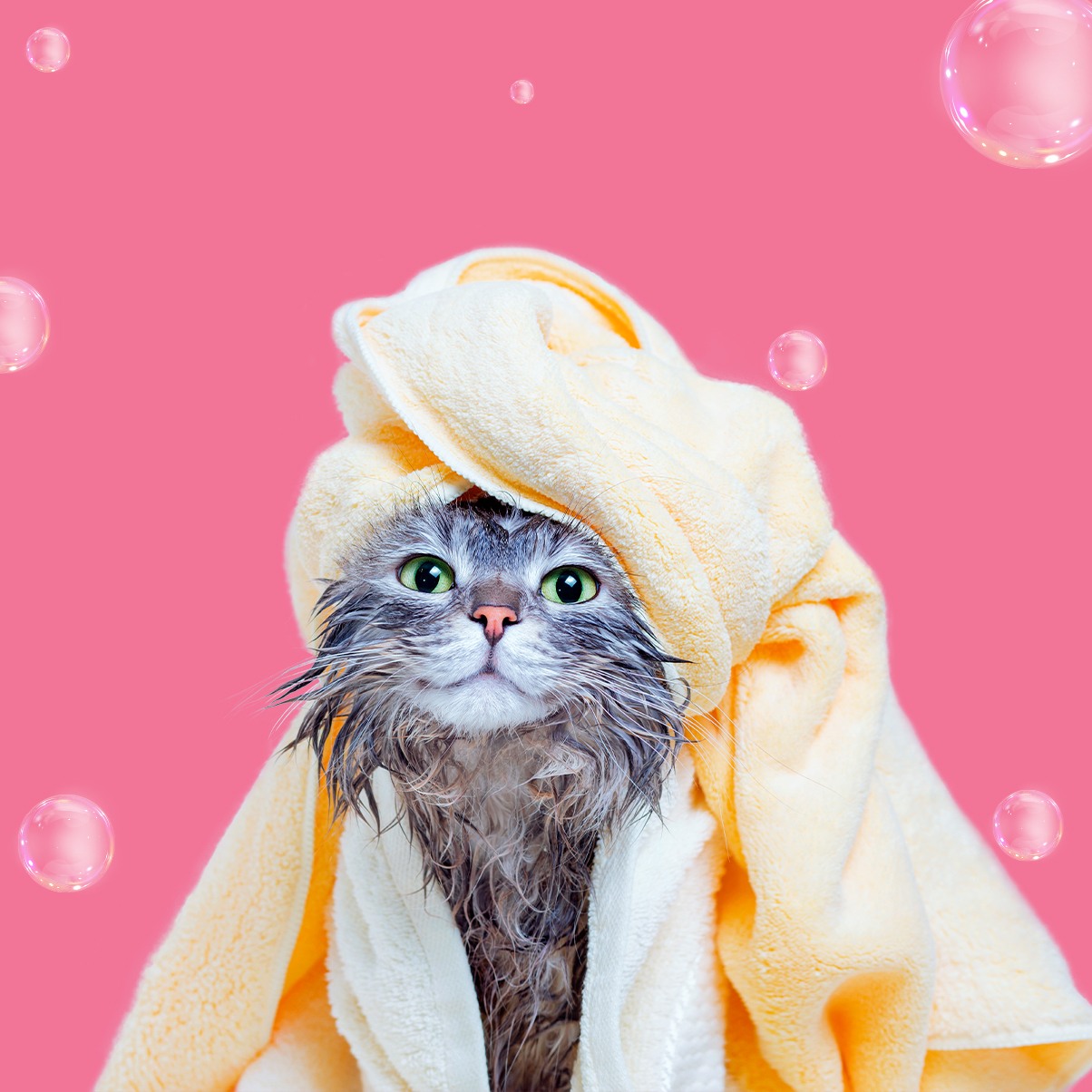 Cat Spa - 1 Session