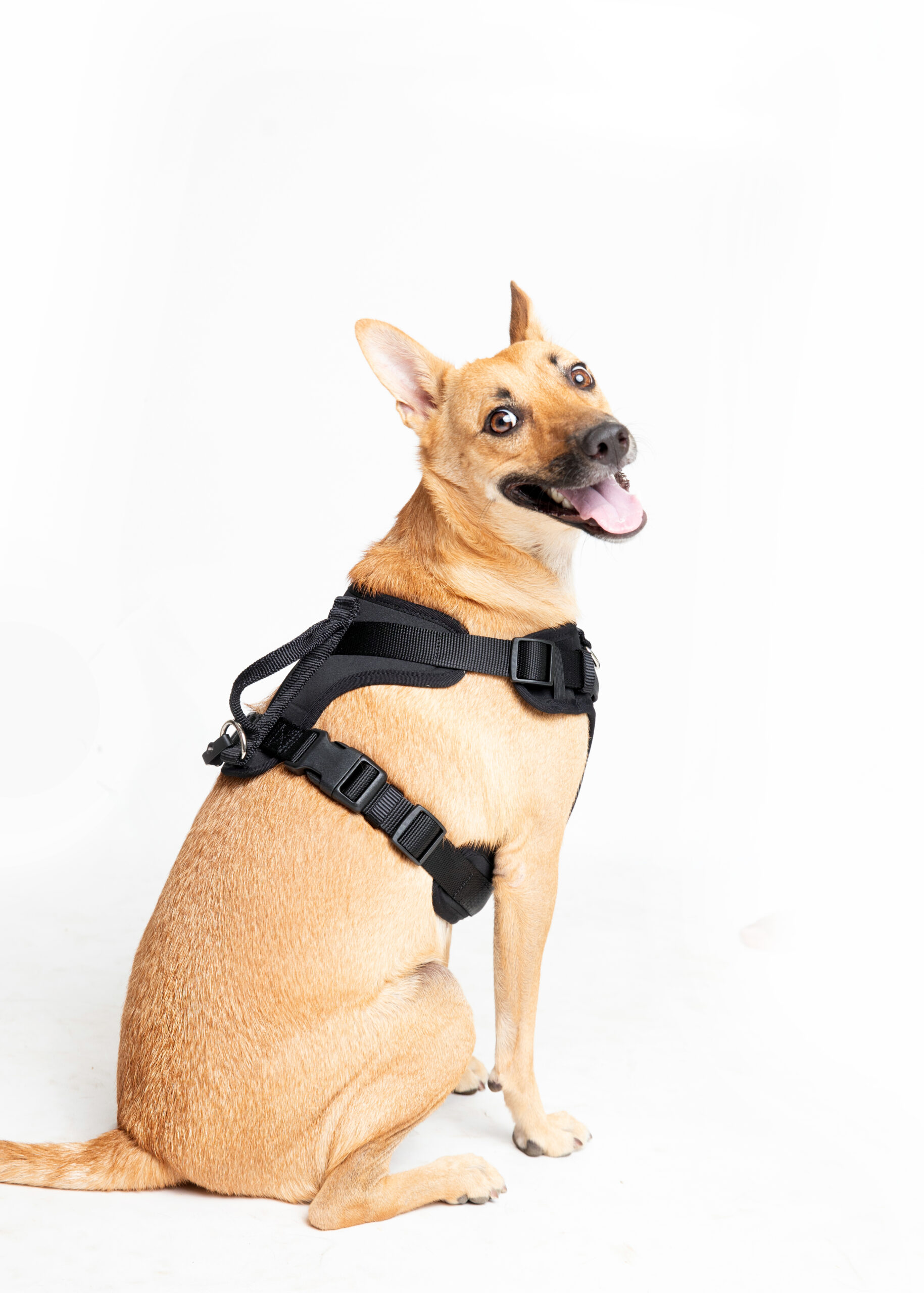 Ezra Neoprene Harness For Dogs - Black