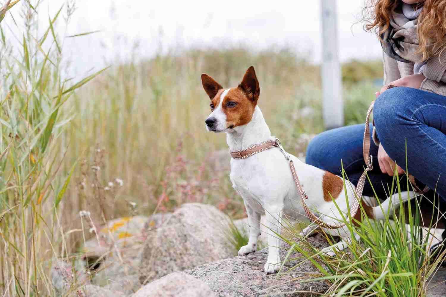 Trixie Premium Extra Wide Neoprene Padded Collar for Dogs, Boho Diamond/Caramel
