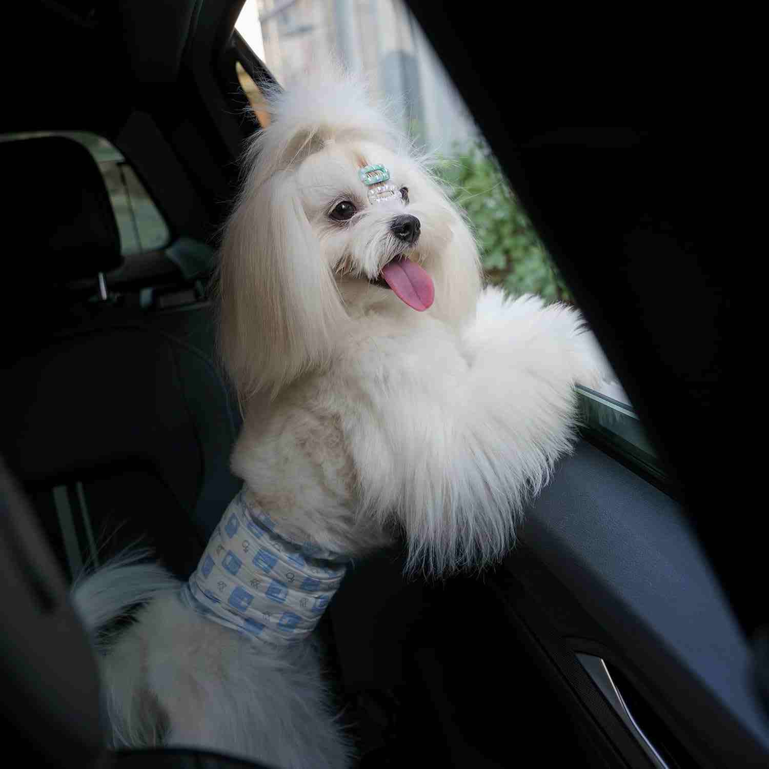 FOFOS Diaper Male Dog Medium 10Pcs (Waist Size 24-41cm)