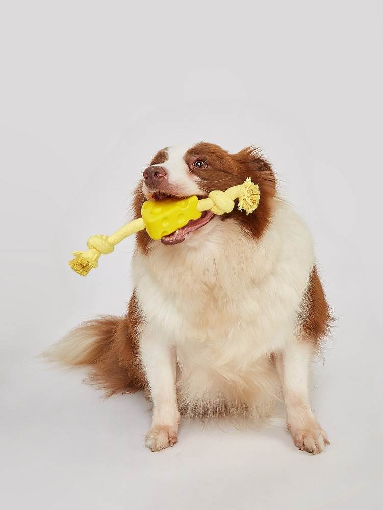 Fofos Dog Chew Rope Toy Cheese