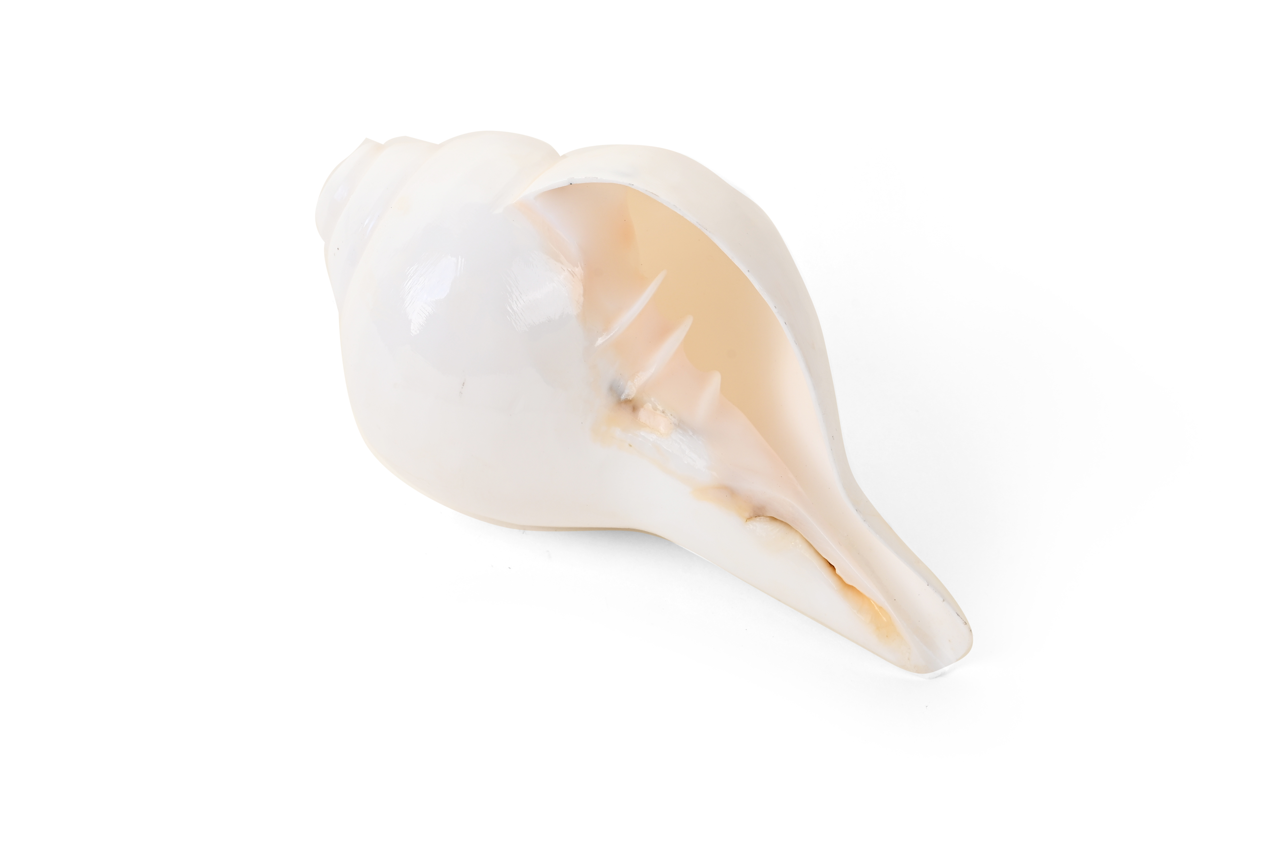 Shiv Ratan Kendra Genuine Quality Baiwarthi Shankh/Conch Shell For Prayer