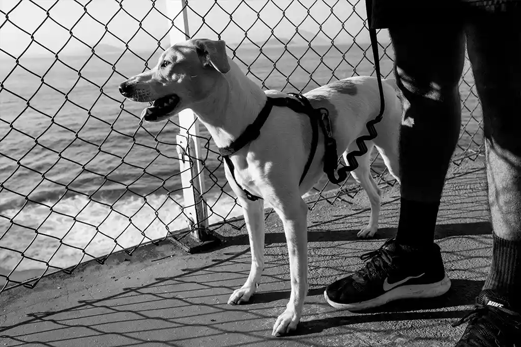 Zee.Dog Gotham H-Harness for Dogs