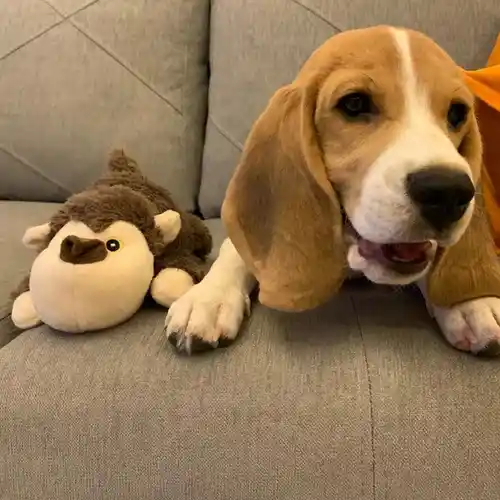 Barkbutler Boh The Bear Plush Toy for Dogs (Brown)