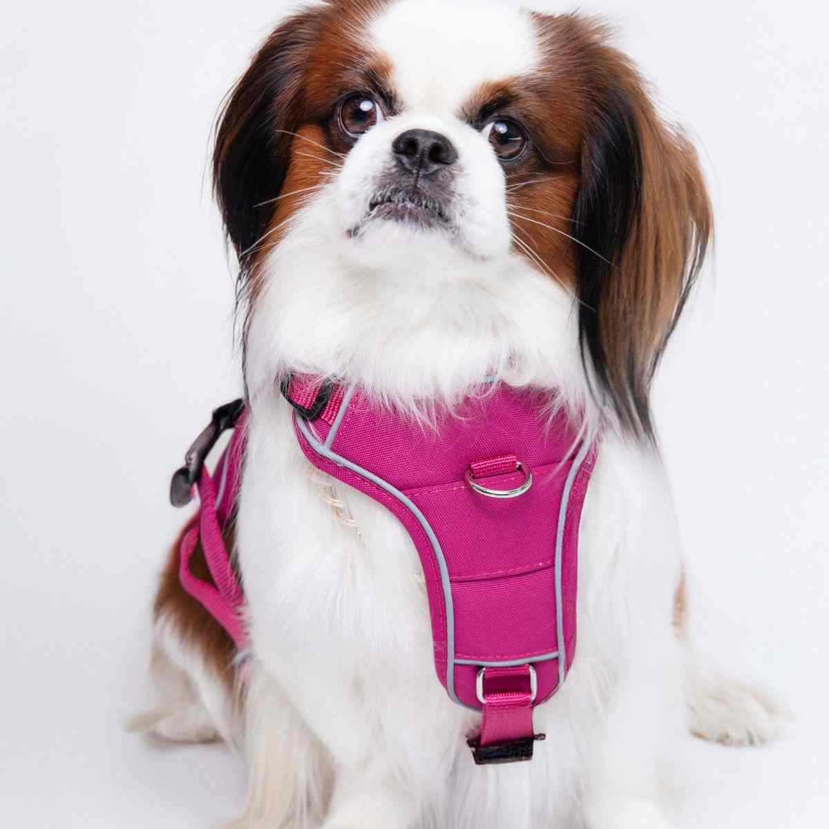 Ezra Comfort Harness for Dogs, Violet (Medium)