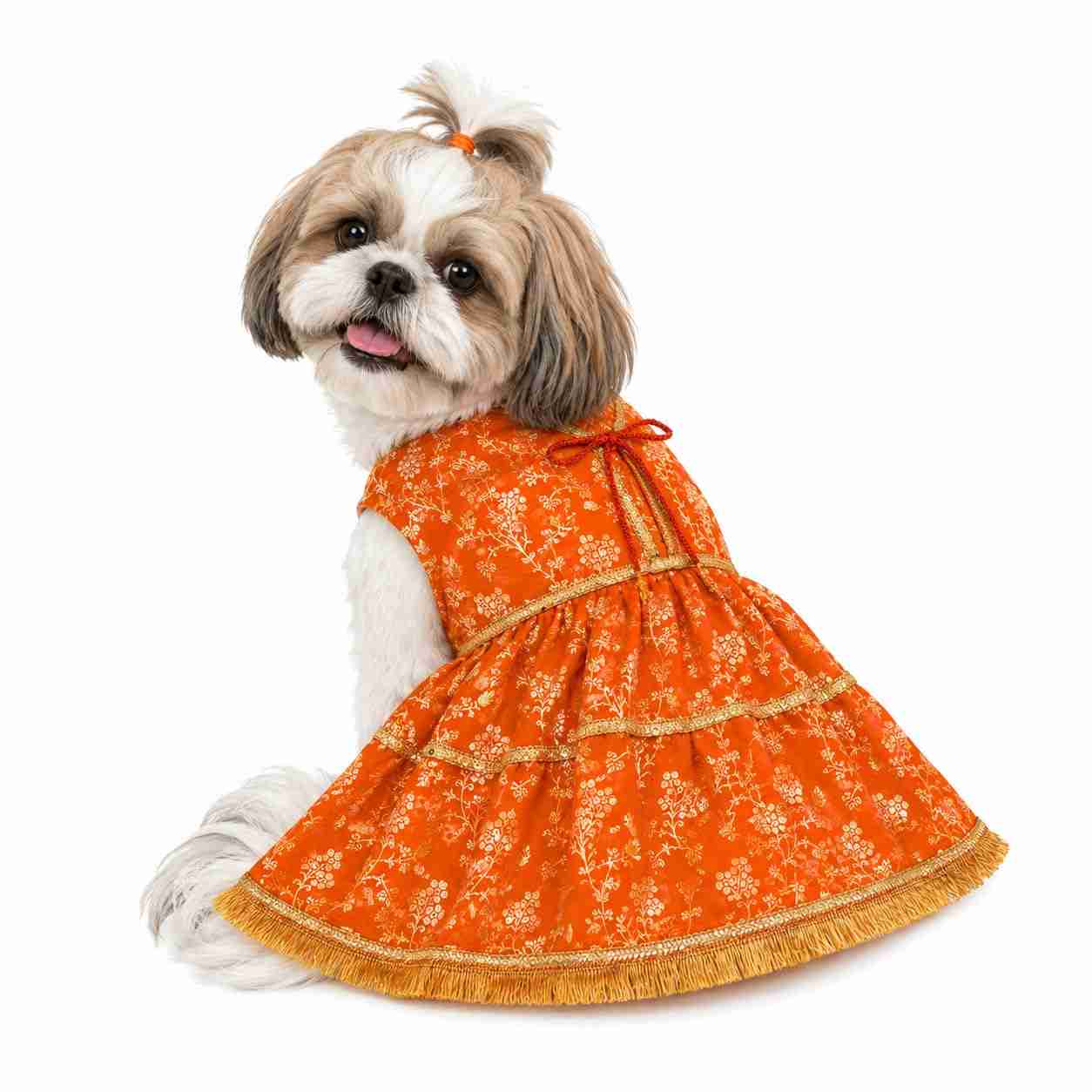 PawsIndia Traditional Royal Zari Dress for Dogs - Orange
