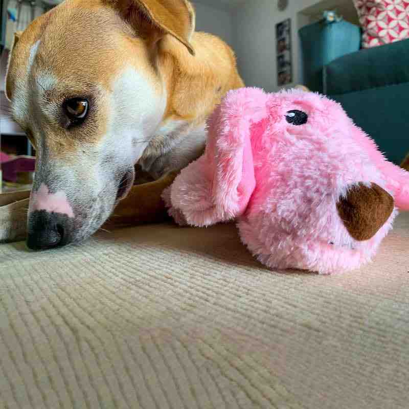 Barkbutler Daisy The Dog Plush, Dog Toy with Squeaker