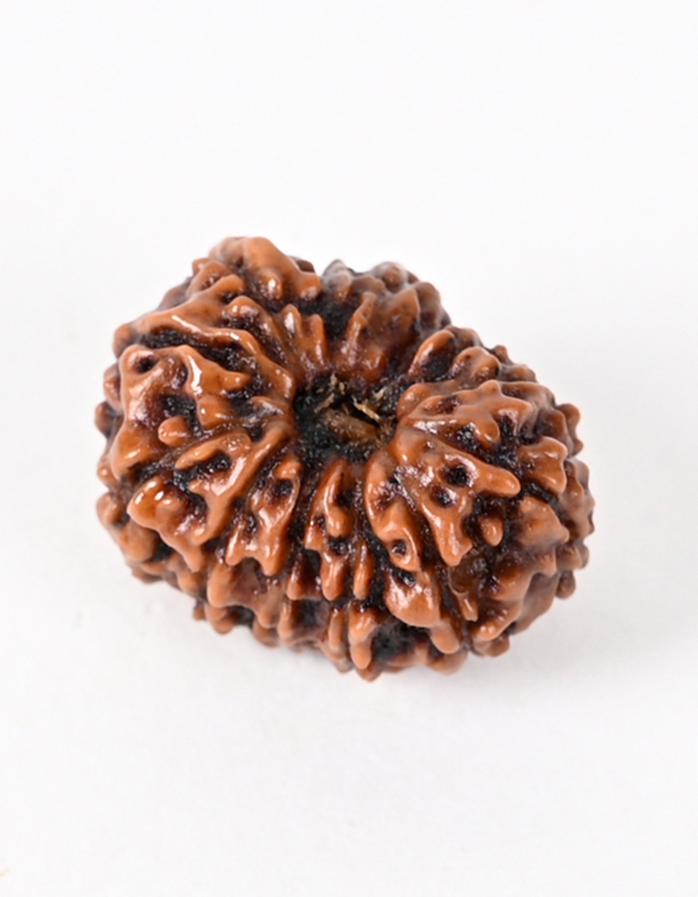 Shiv Ratan Kendra 13 Mukhi Super Special Nepali Rudraksha Beads - Enhances Attraction & Harmony