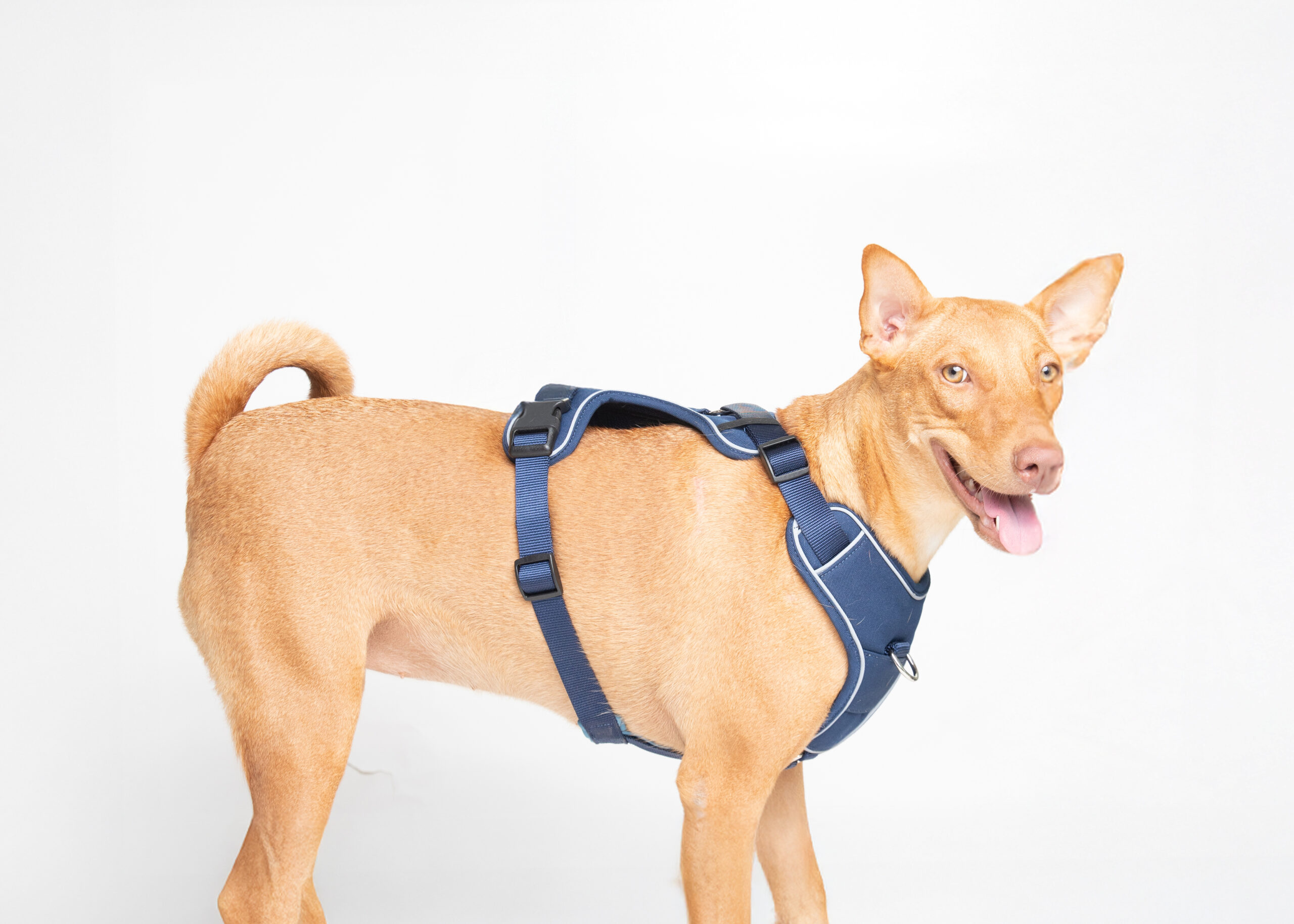 Ezra Comfort Harness For Dogs - Blue