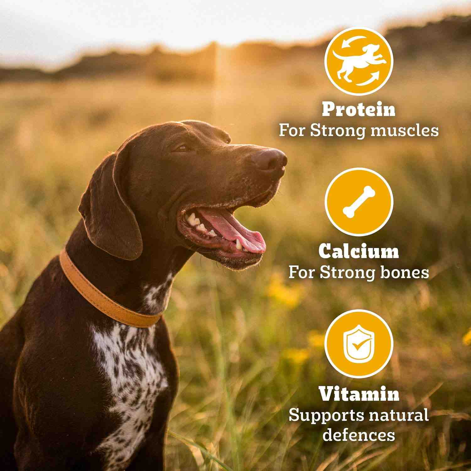 Pedigree Biscrok Protein & Calcium Biscuits for Dogs with Milk & Chicken 900 g