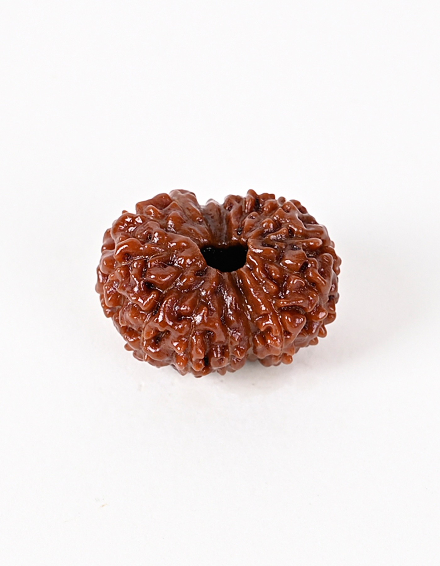 Shiv Ratan Kendra 12 Mukhi Special Quality Nepali Rudraksha Bead- Enhances Courage & Patience