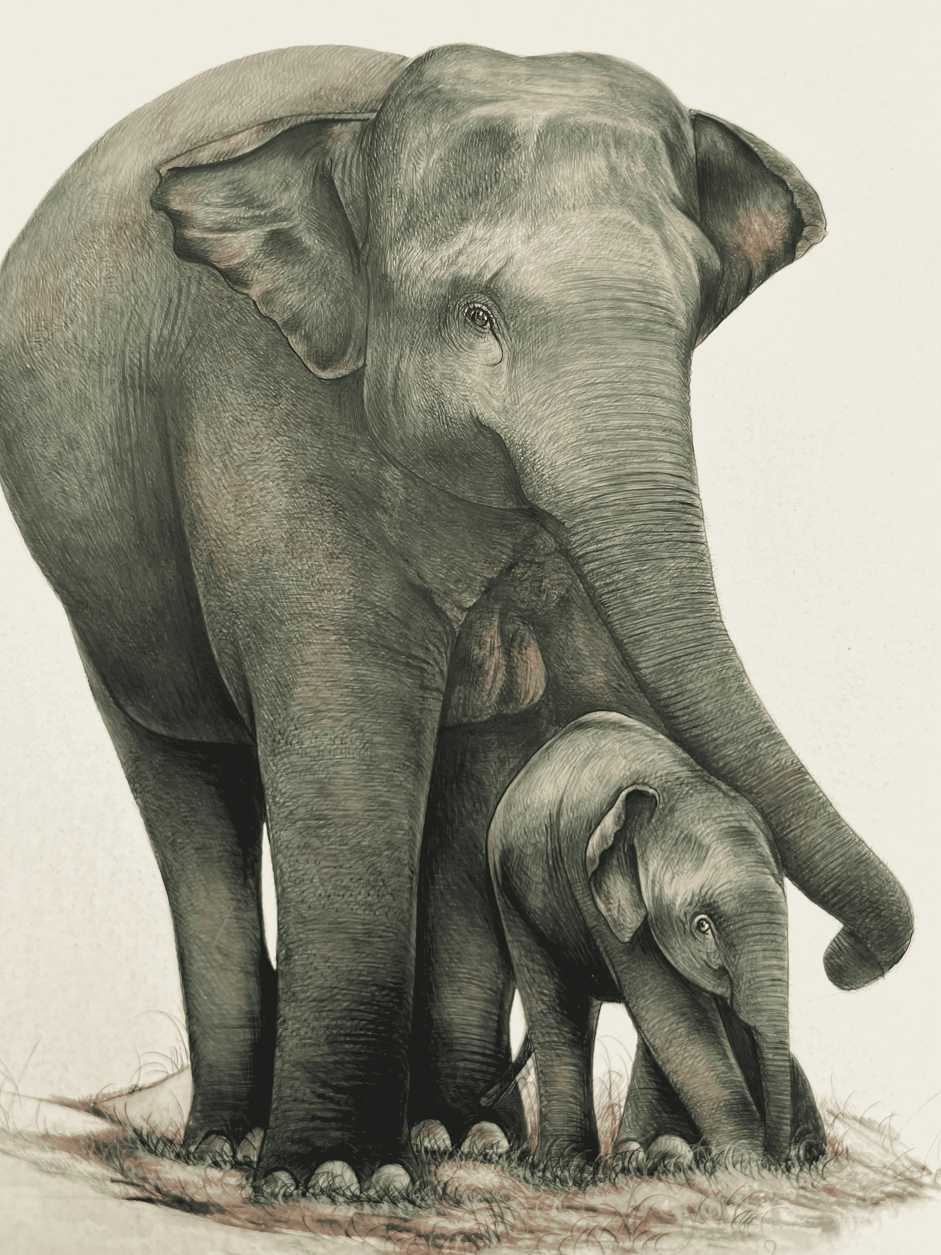 Elephant Mother And Son Showing Love In Miniature Painting