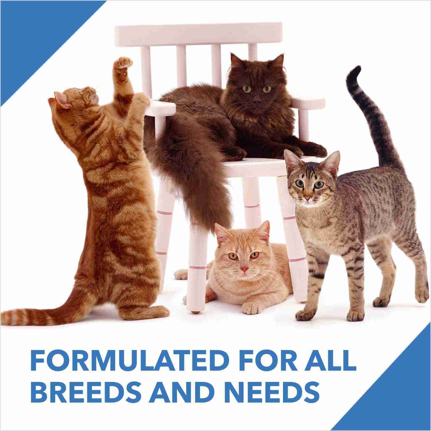 Drools Ocean Fish Kitten Cat Dry Food