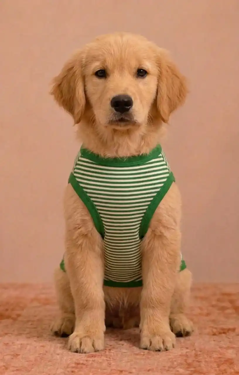 Pawsh Pet Green Stripe Pet Tshirt for Dogs