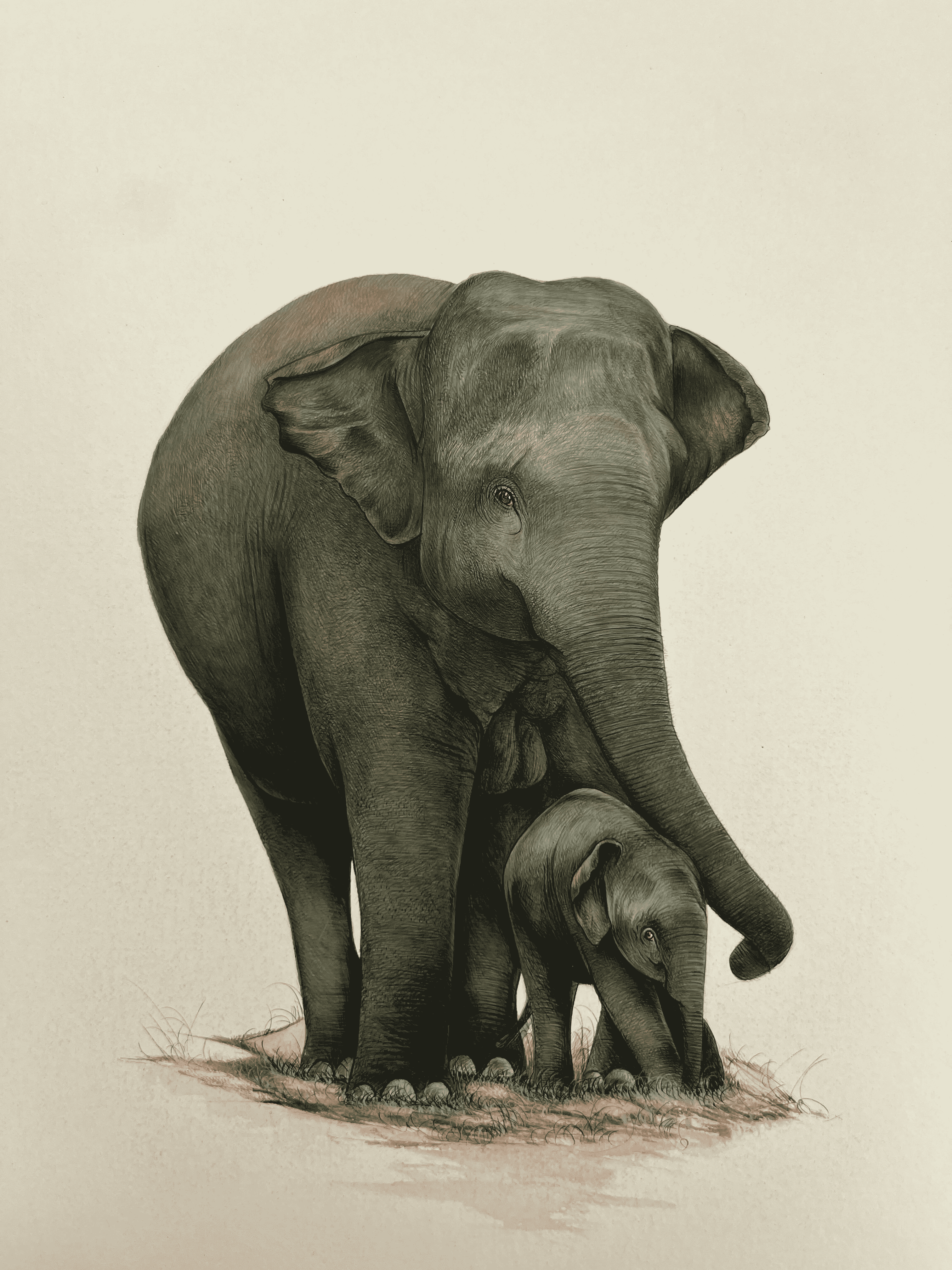 Elephant Mother And Son Showing Love In Miniature Painting