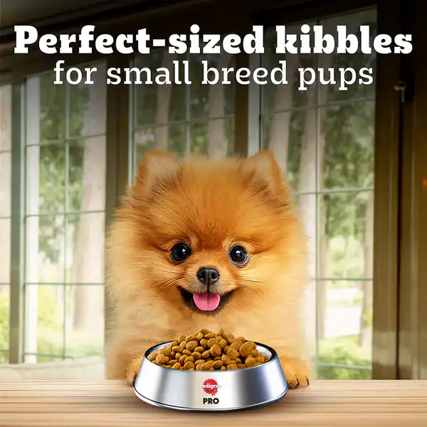 Pedigree PRO Expert Nutrition Small Breed Puppy (2 to 9 Months) Dry Food 1.2kg