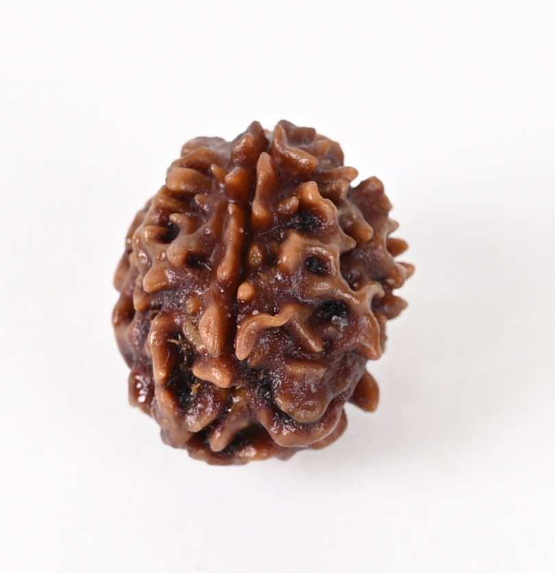 Shiv Ratan Kendra 2 Mukhi Indonesia Quality Rudraksha Beads- Wealth & Prosperity Gain- Genuine Quality & Lab Certified