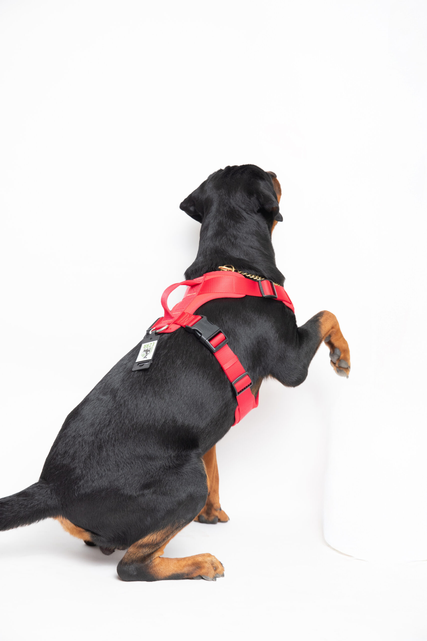 Ezra Neoprene Harness For Dogs - Red