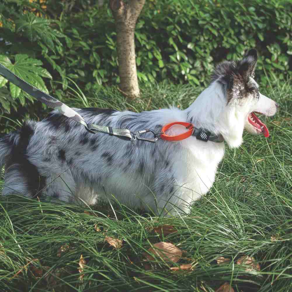 M-Pets Wild Jungle Collar for Dogs