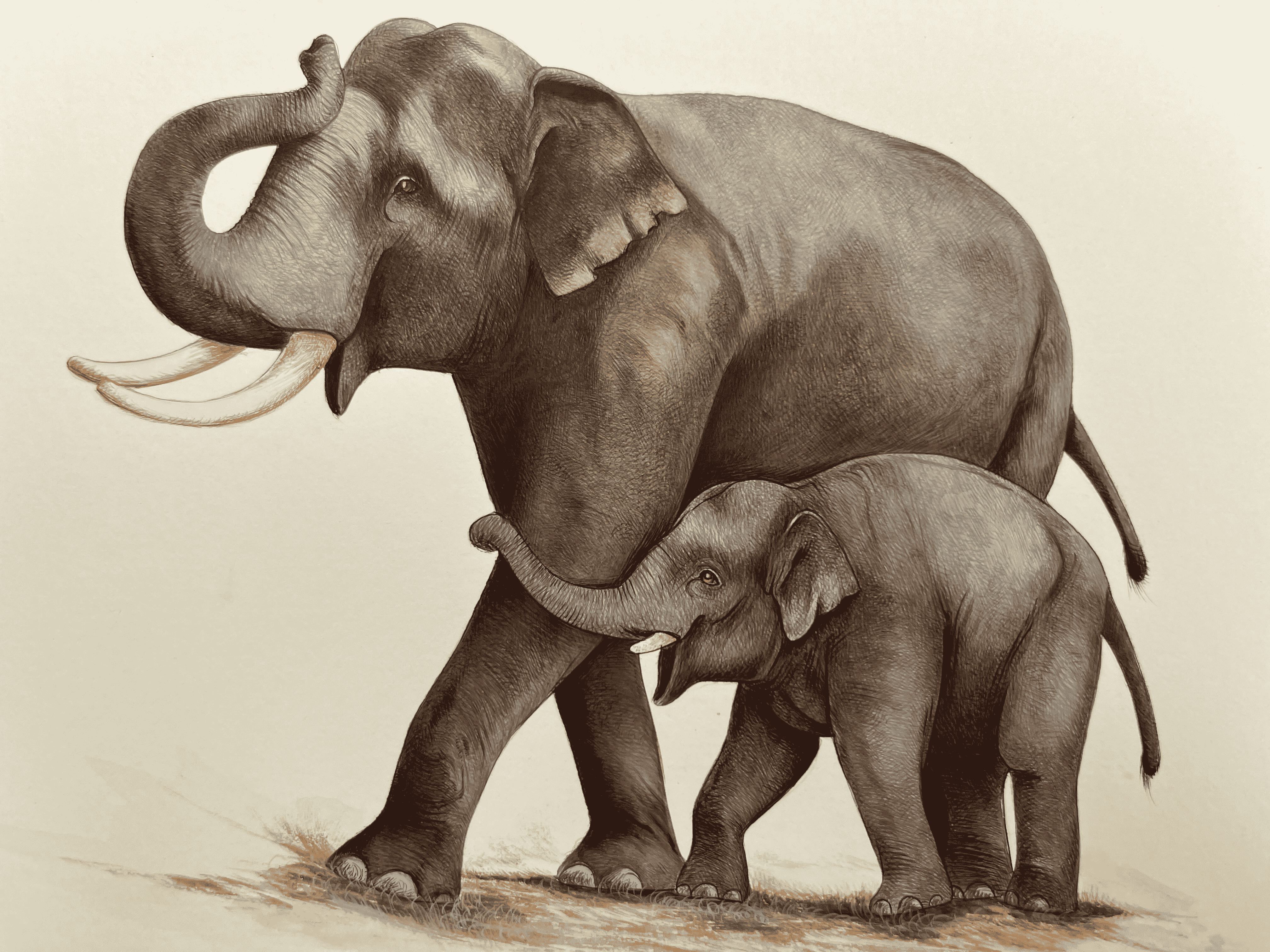 Elephant Mother Son Depicting Love In Miniature Painting