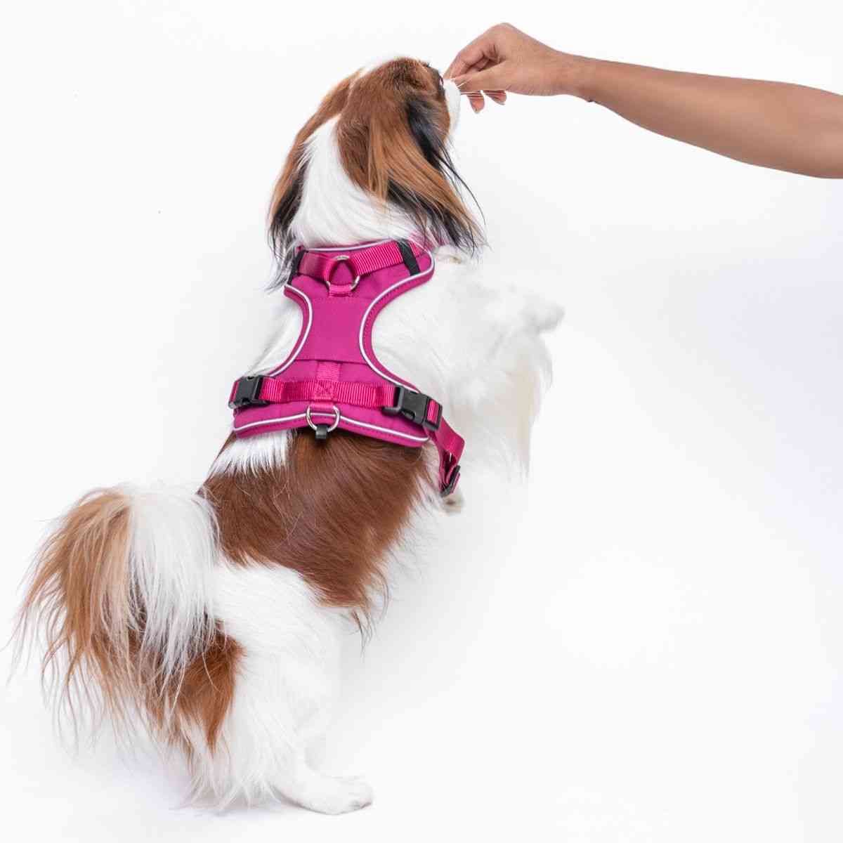 Ezra Comfort Harness for Dogs, Violet (Medium)