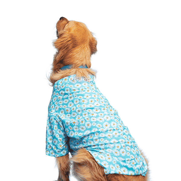 Ezra Polyester Blend Dog Shirt – Daisies