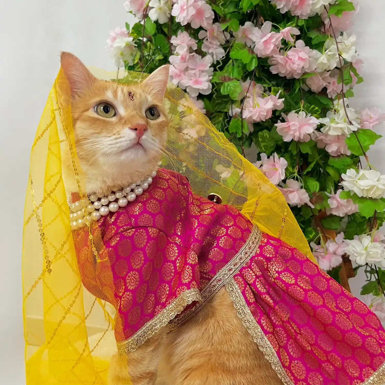 Pawsindia Traditional Royal Brocade Dress for Cats - Pink | Ethnic Festive Wear