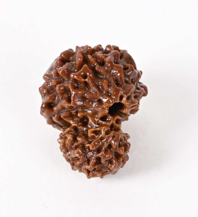 Gauri Shankar Indonesia Origin Rudraksha Bead - Promotes Peace & Strengthen Relationship I 100% Natural & Genuine Quality - Lab Certified