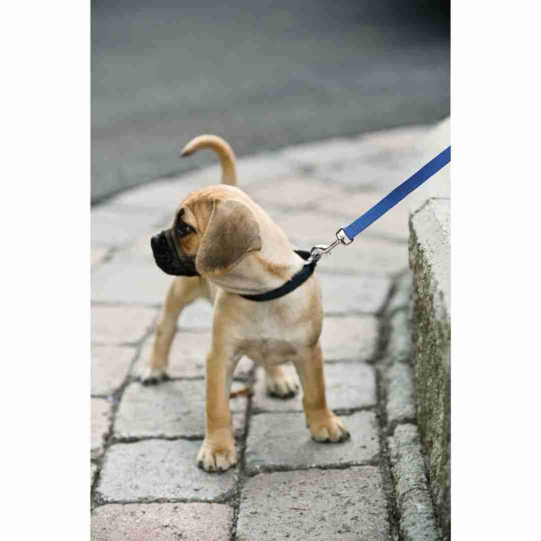 Trixie Premium Leash for Dogs, Royal Blue