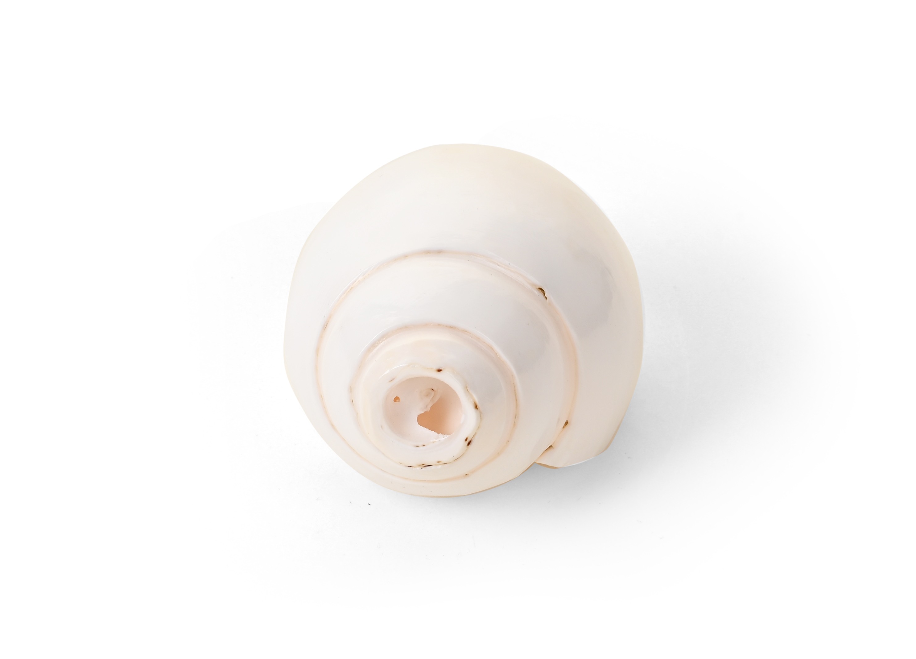 Genuine Quality Shankh