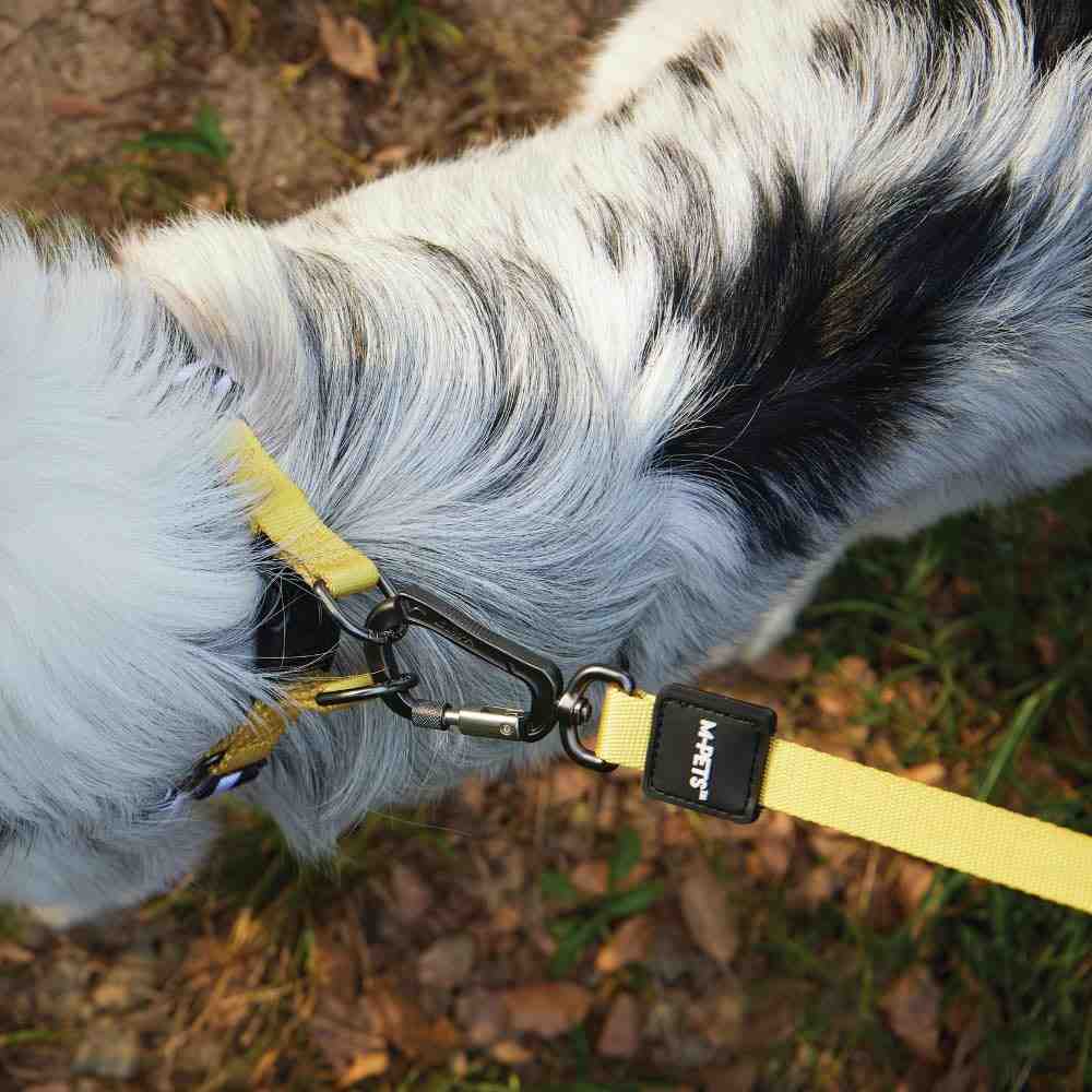 M-Pets Wild Safari Collar for Dogs