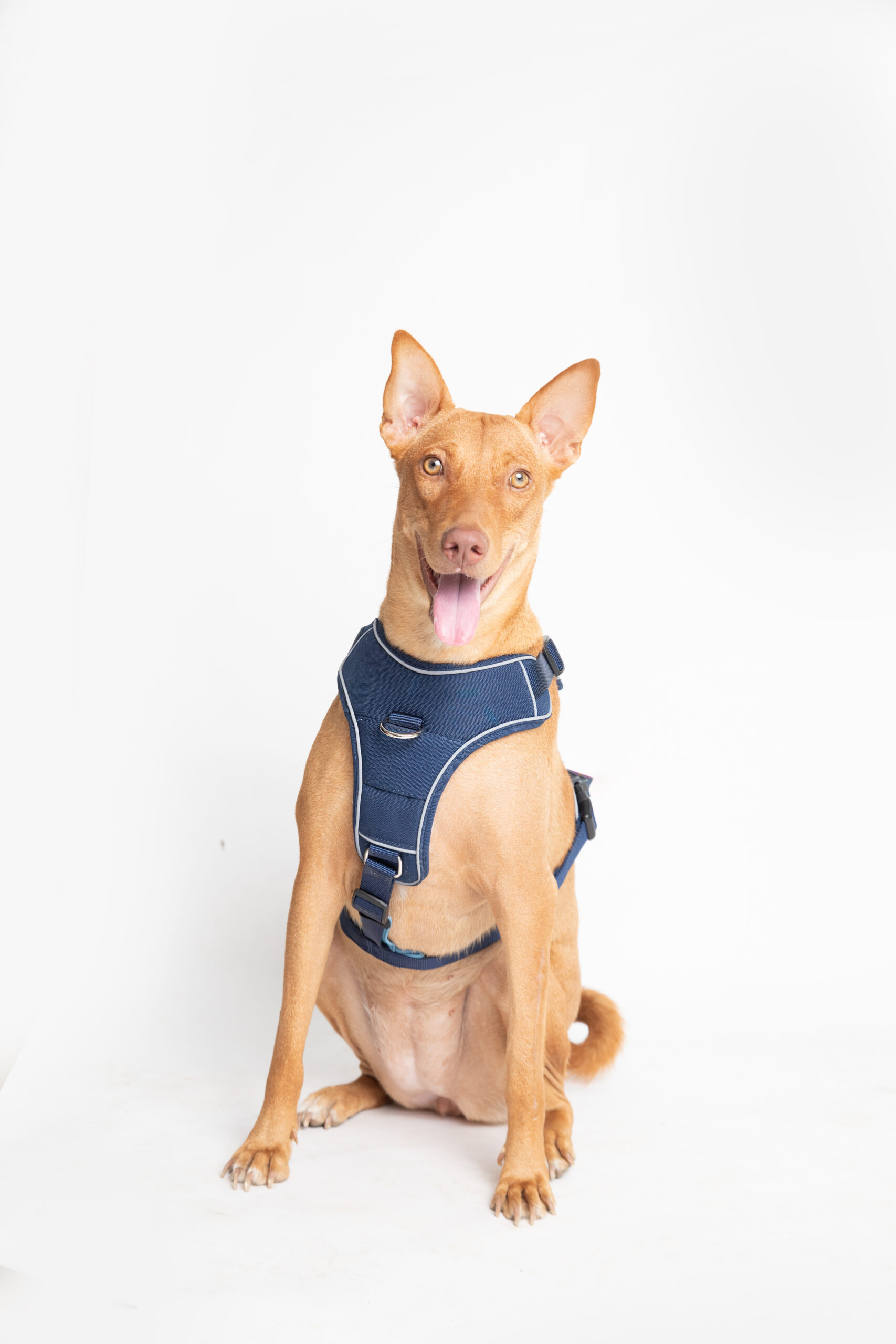 Ezra Comfort Harness For Dogs - Blue