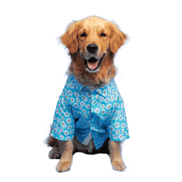 Ezra. | Ezra Polyester Blend Dog Shirt – Daisies