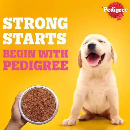 Pedigree Chicken & Liver Chunks In Gravy Puppy Wet Food, 130g