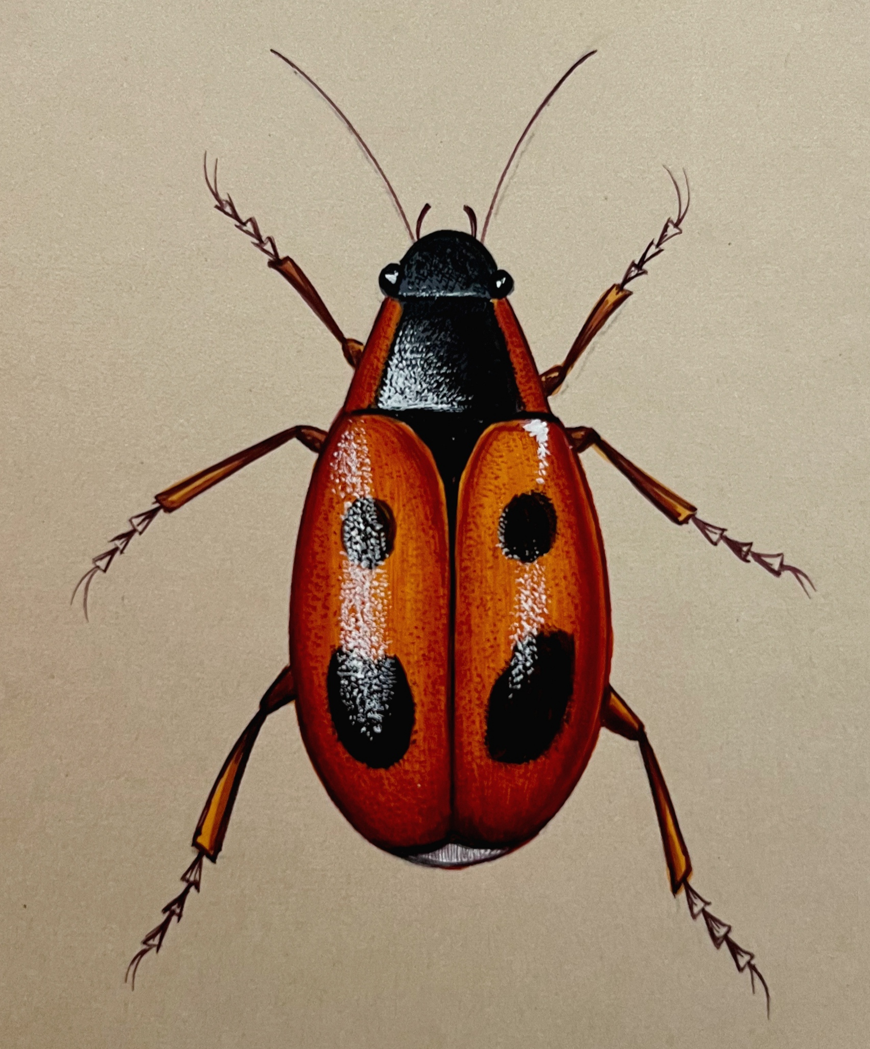 Insects Miniature Painting On Antique card