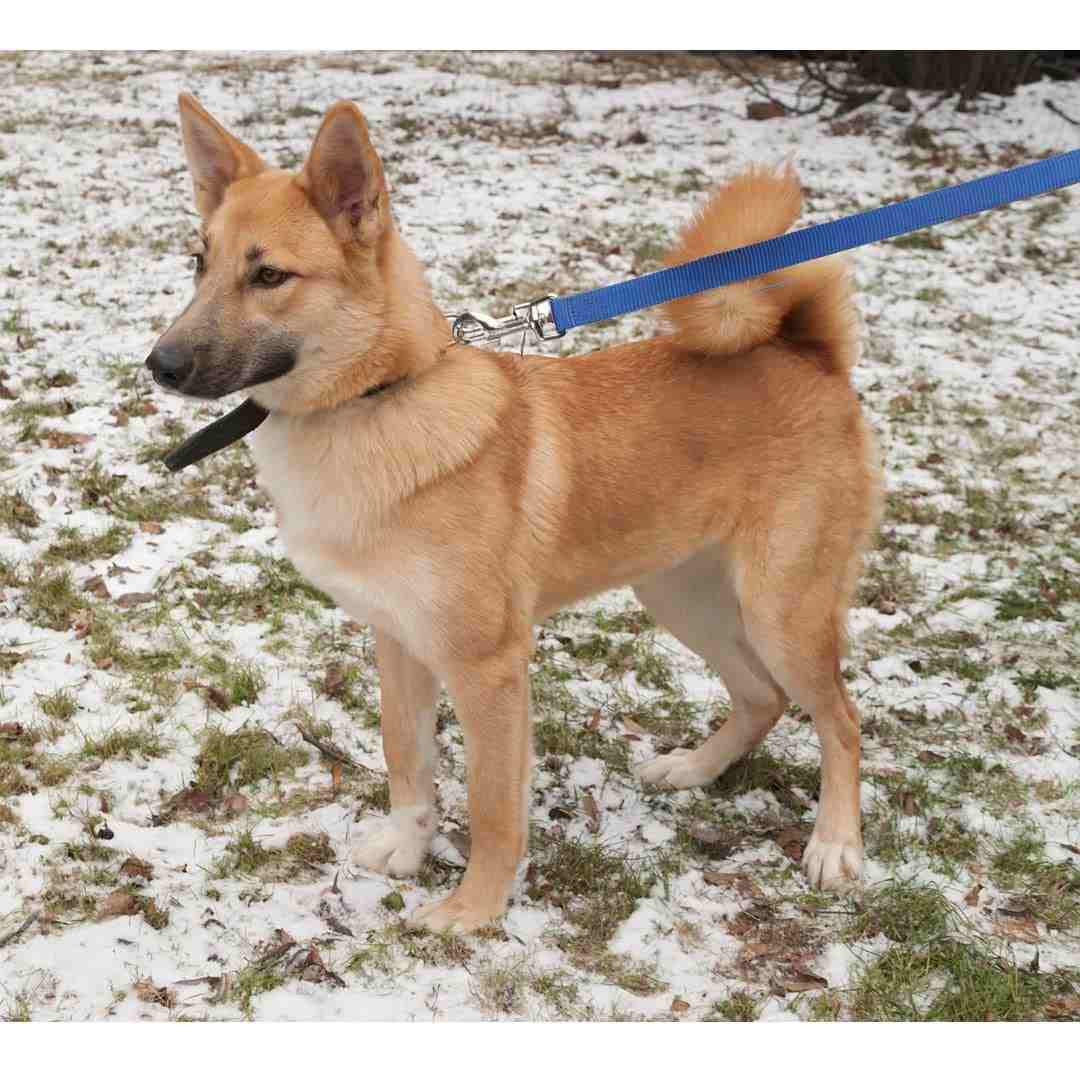 Trixie Premium Leash for Dogs, Royal Blue