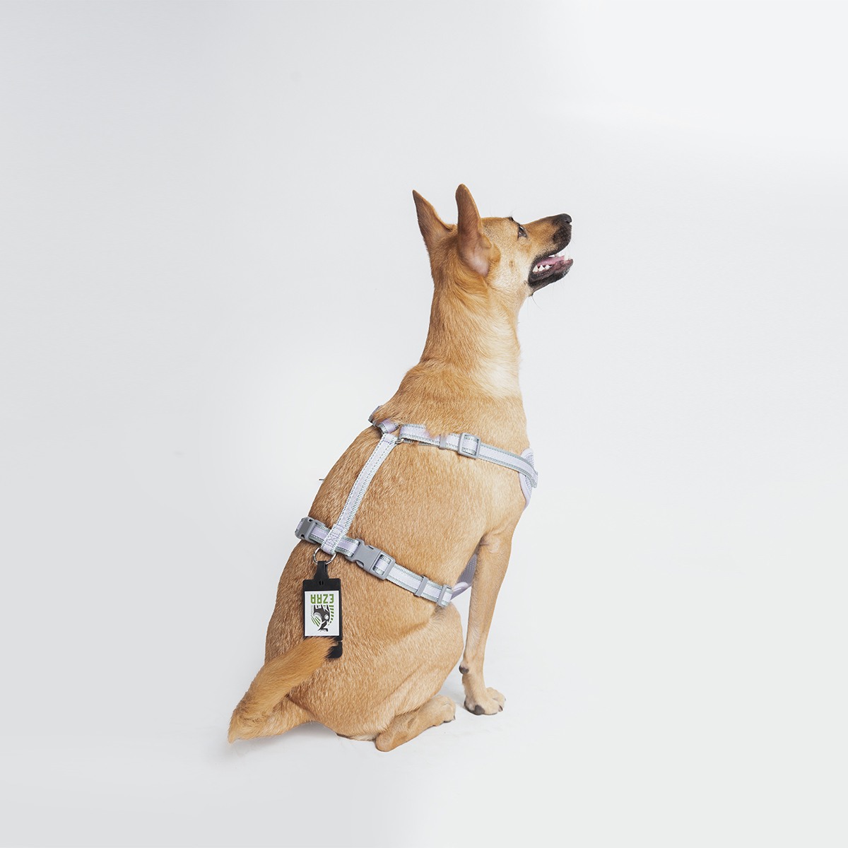 Ezra Adjustable Mesh Harness for Dogs, Purple (Medium)