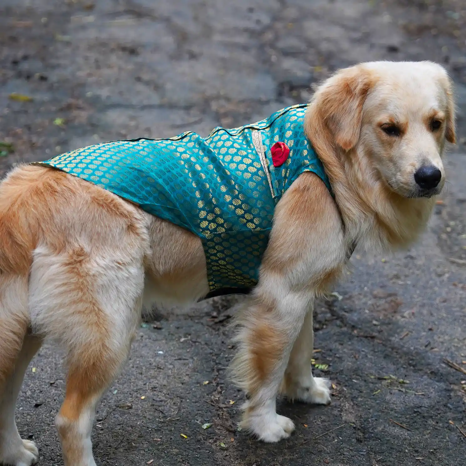 Pawsindia Traditional Royal Brocade Kurta for Dogs - Aqua Green | Ethnic Festive Wear