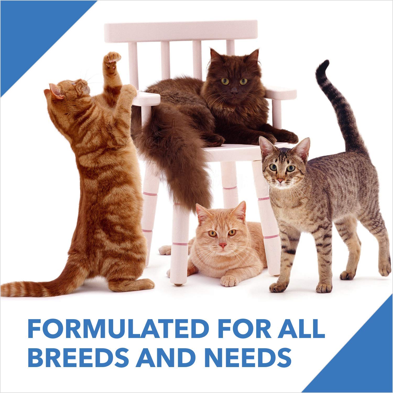 Drools Real Chicken Adult Cat Dry Food, 7 kg