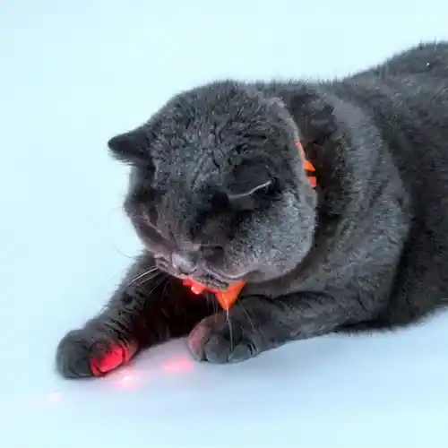 Barkbutler Fofos Rechargeable Laser Collar Smart Toy for Cats 34 CM / 13 IN